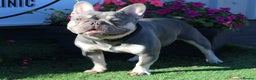 French Bulldog dogs for stud: Lilac and tan French bulldog package deal  in Basildon - Advert 5