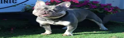 French Bulldog dogs for stud: Lilac and tan French bulldog package deal  in Basildon - Advert 5