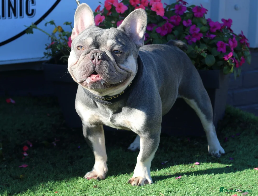 French Bulldog dogs for stud: Lilac and tan French bulldog package deal  in Basildon - Advert 5