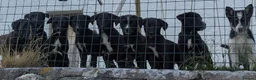 Borador dogs for sale: Boradors pups *READY NOW* - Advert 4