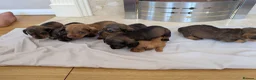 Mixed Breed dogs for sale: 3/4 dachshund 1/4 jack Russell - Advert 24