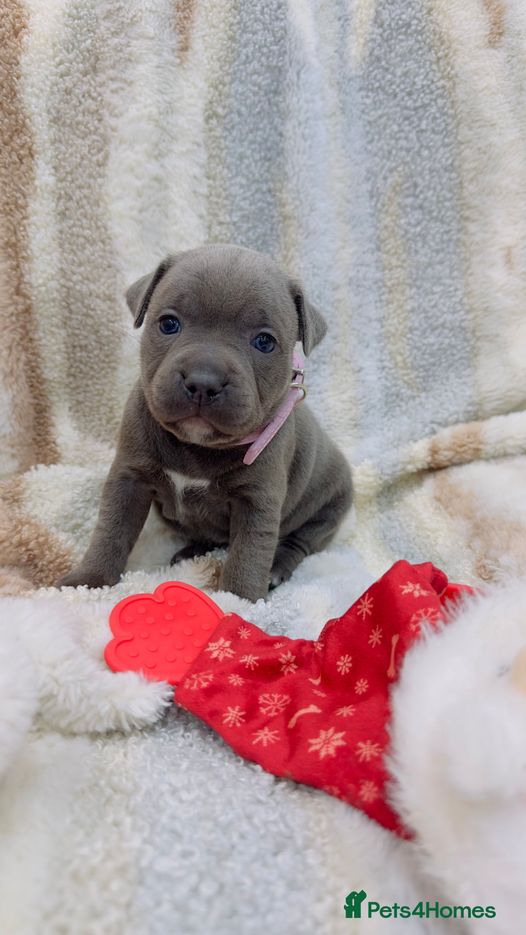 Staffordshire Bull Terrier dogs for sale: ✨🥰🐶 KC Registered Staffordshire Bull Terrier  🐾 - Advert 20