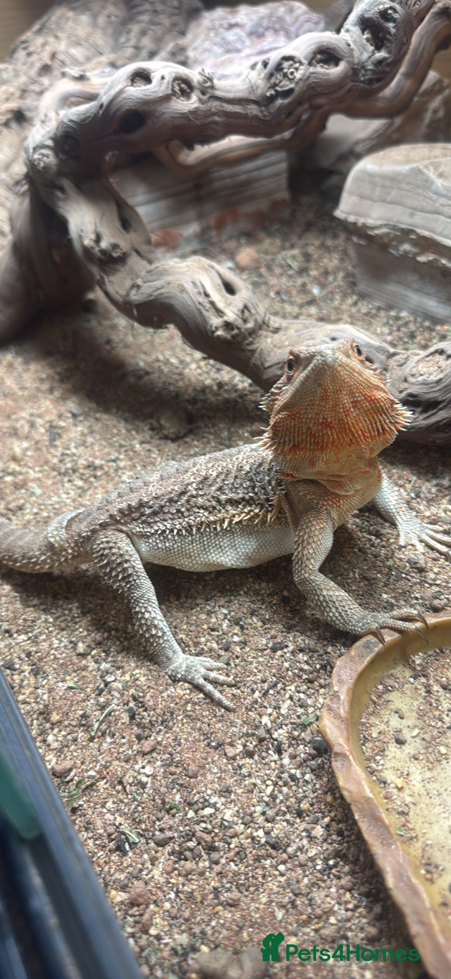 Bearded Dragon reptiles Bearded dragon and enclosure for sale - Advert 1