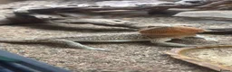 Bearded Dragon reptiles for sale: Bearded dragon and enclosure for sale in Bridgwater - Advert 1