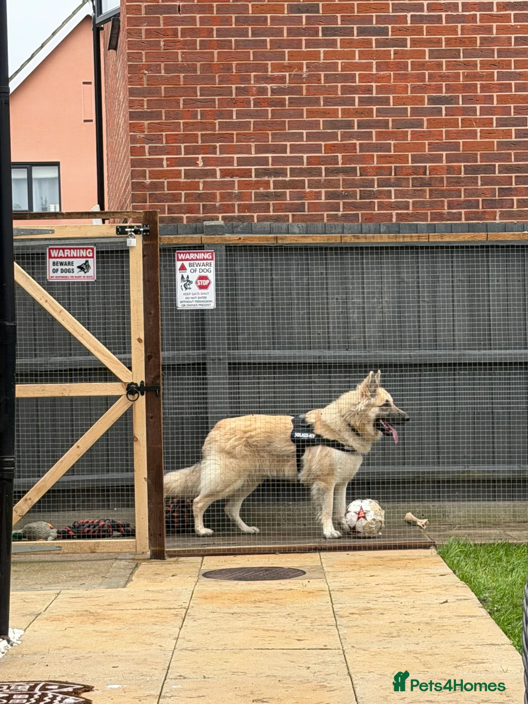 German Shepherd dogs for stud: Long haired German shepherd KC registered stud  - Advert 2