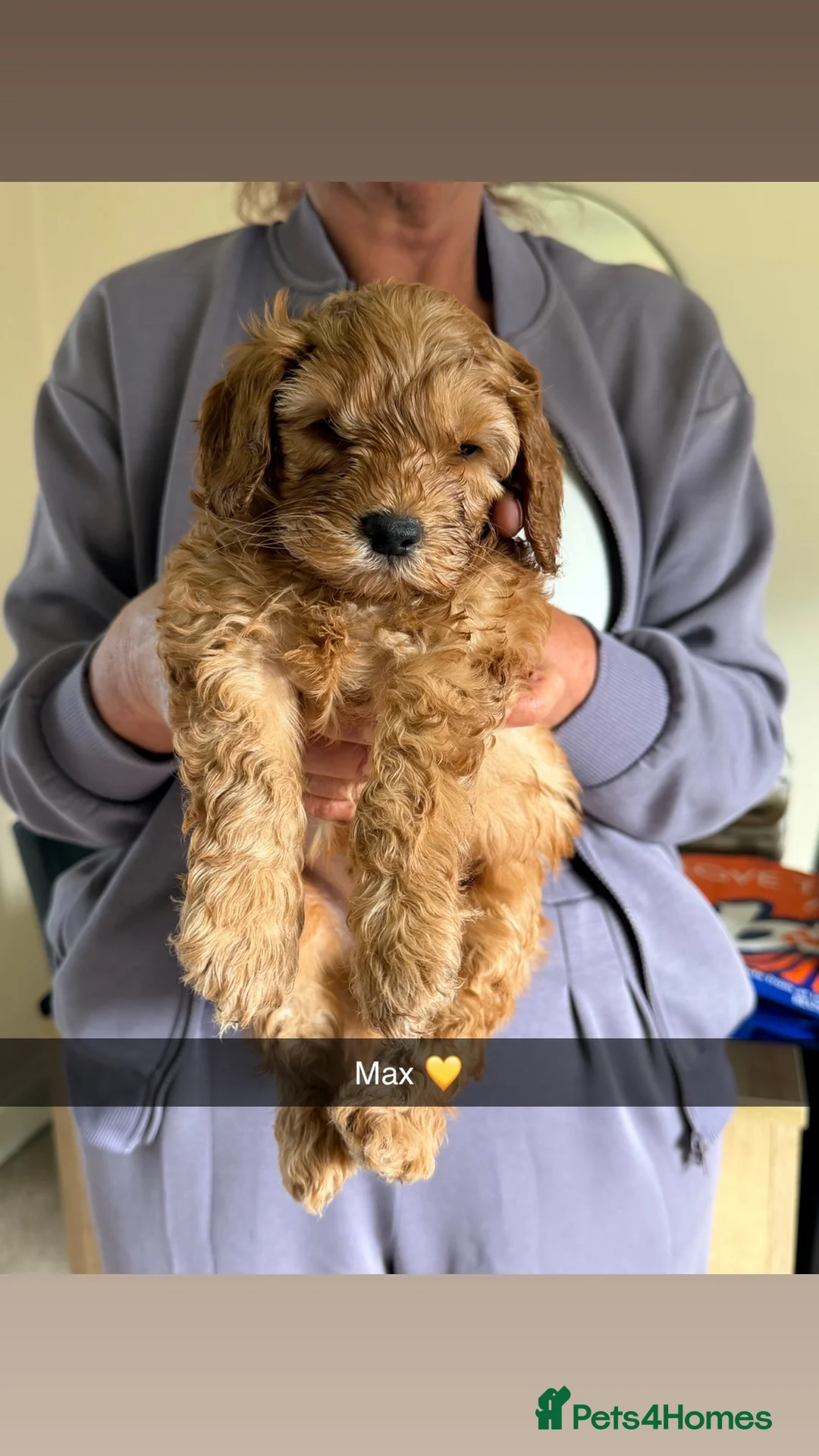Cockapoo dogs for sale: 4 F1B cockapoo puppies  in Bishop Auckland - Advert 5