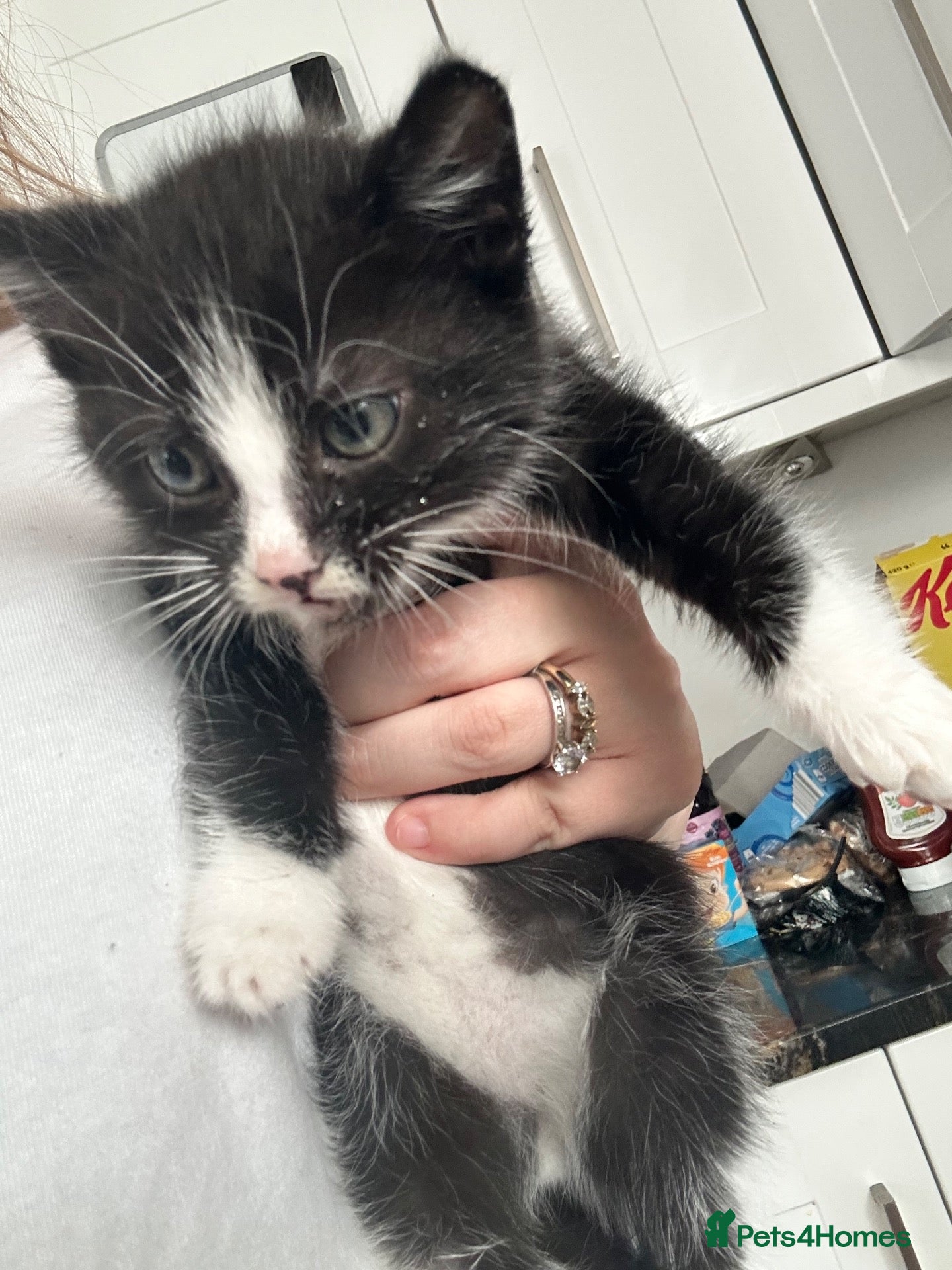 Mixed Breed cats 3 beautiful Kittens looking for their new home. - Advert 1