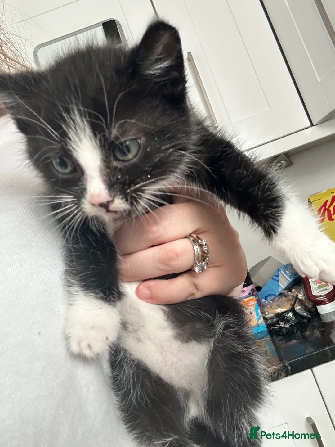 Mixed Breed cats for sale: 3 beautiful Kittens looking for their new home. - Advert 1