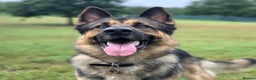 German Shepherd dogs for sale: Cody is looking for a loving home - Advert 1