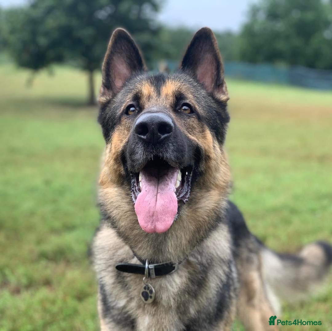 German Shepherd dogs for sale: Cody is looking for a loving home - Advert 1