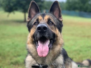 German Shepherd dogs Cody is looking for a loving home - Advert 11