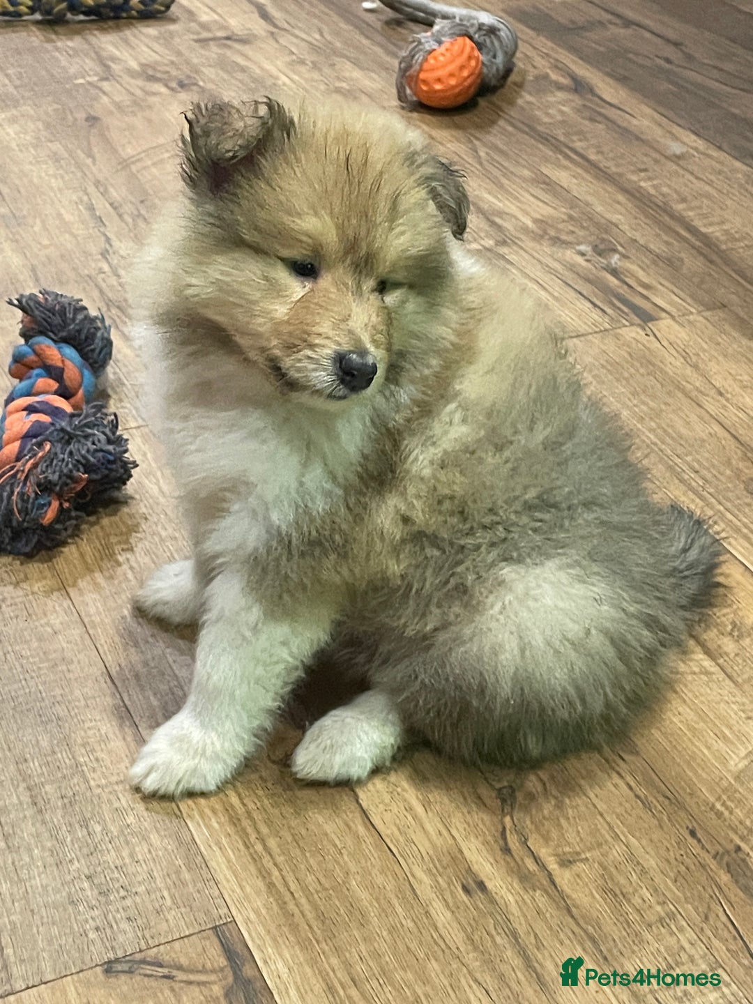 Rough Collie dogs for sale: Sable and white KC registered puppies - Advert 12