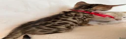 Bengal cats for sale: Stunning Pure Bengal Kittens Ready For Reservation - Advert 21