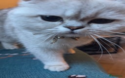 Scottish Fold cats for sale: Stunning Male Silver-Tipped Scottish Straight  - Image 6