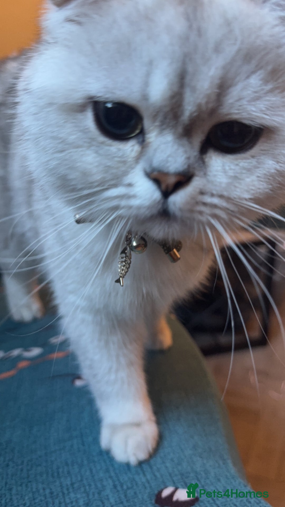 Scottish Fold cats for sale: Stunning Male Silver-Tipped Scottish Straight  - Image 6