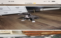 Whippet dogs for sale: Whippet pups  - Image 2