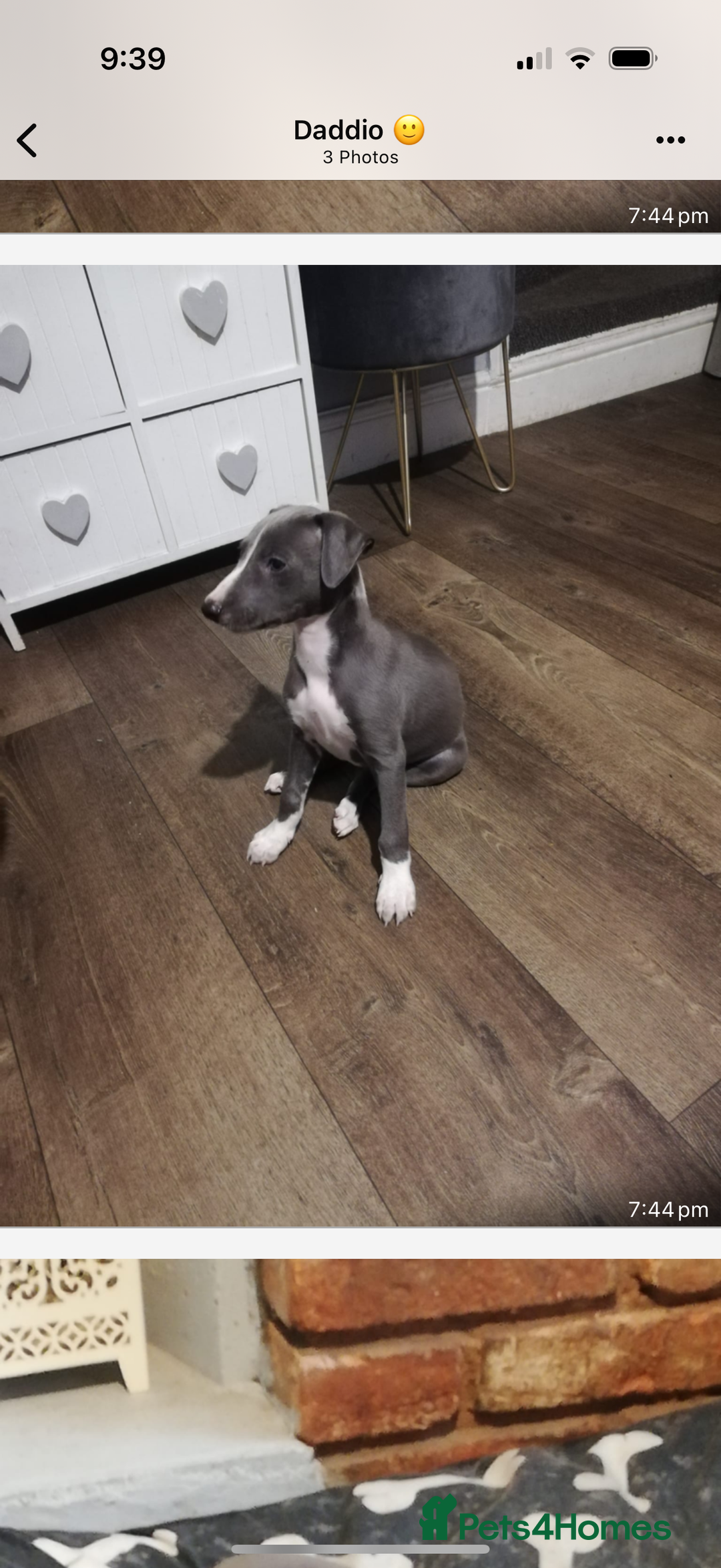 Whippet dogs for sale: Whippet pups  - Image 2