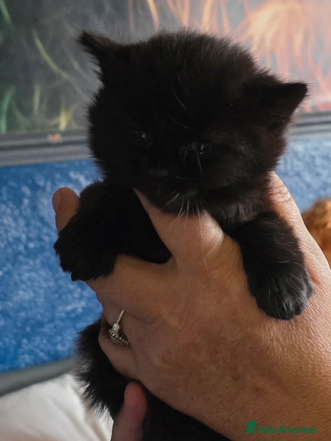 Mixed Breed cats for sale: 3 gorgeous mixed breed kittens - Advert 2