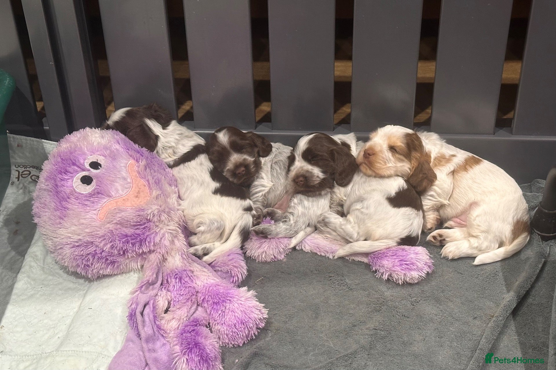 Cocker Spaniel dogs KC Show Cocker Spaniels - Chocolate Roan - Advert 16