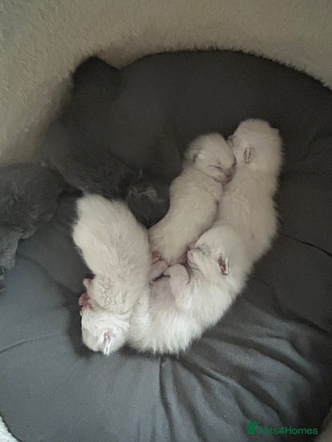 Ragdoll cats for sale: Beautiful Ragdoll kittens  - Image 5