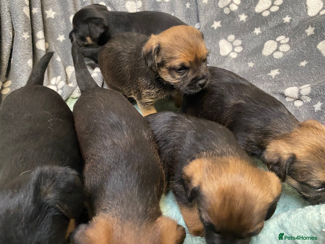Border Terrier dogs for sale: KCReg Border Terrier pups for sale - Advert 5