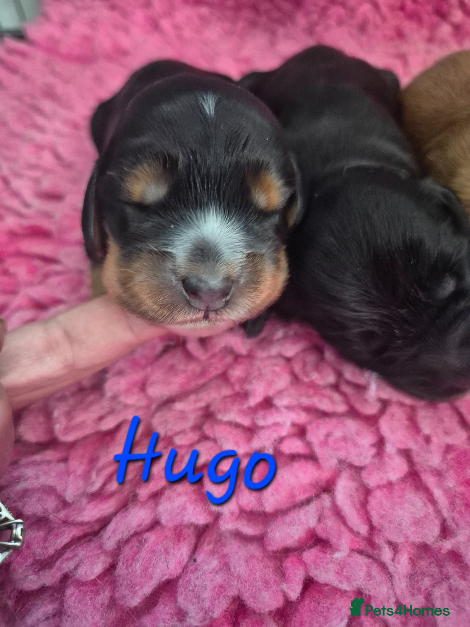 Cocker Spaniel dogs Beautiful Show Cocker x Working Cocker Puppies - Advert 2