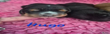 Hugo