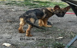 German Shepherd dogs for sale: German shepherd puppies looking for a new home  in Cambridge - Image 23