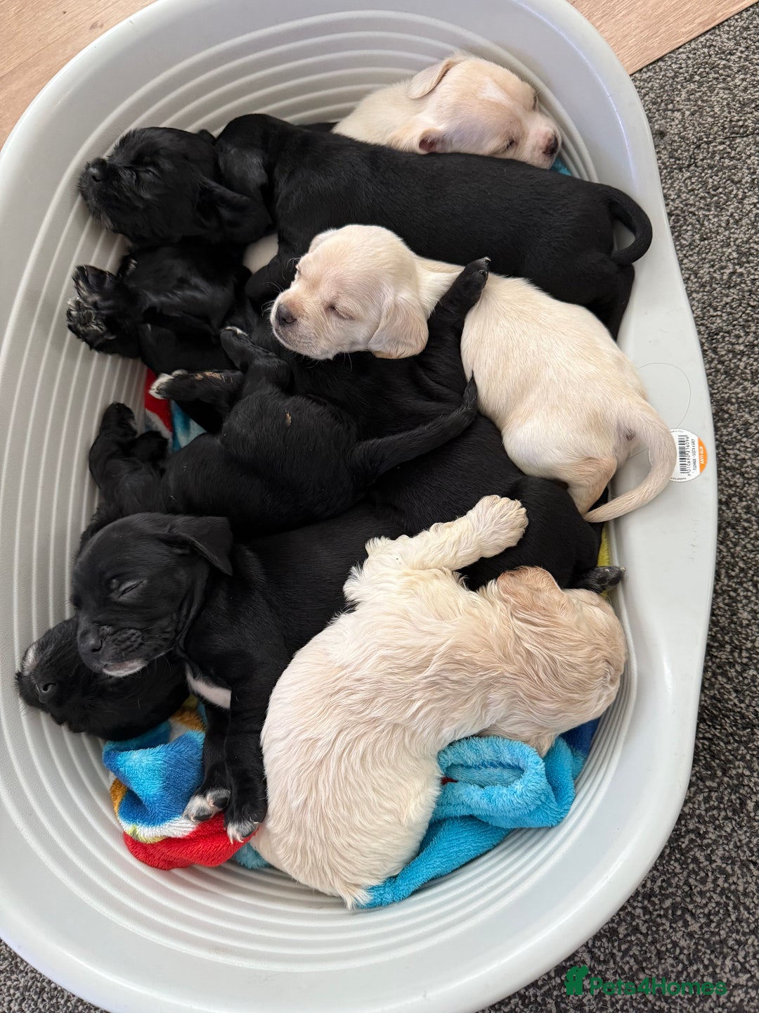 Mixed Breed dogs for sale: Mix breed pups - Image 2