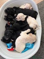 Mixed Breed dogs - Advert 10