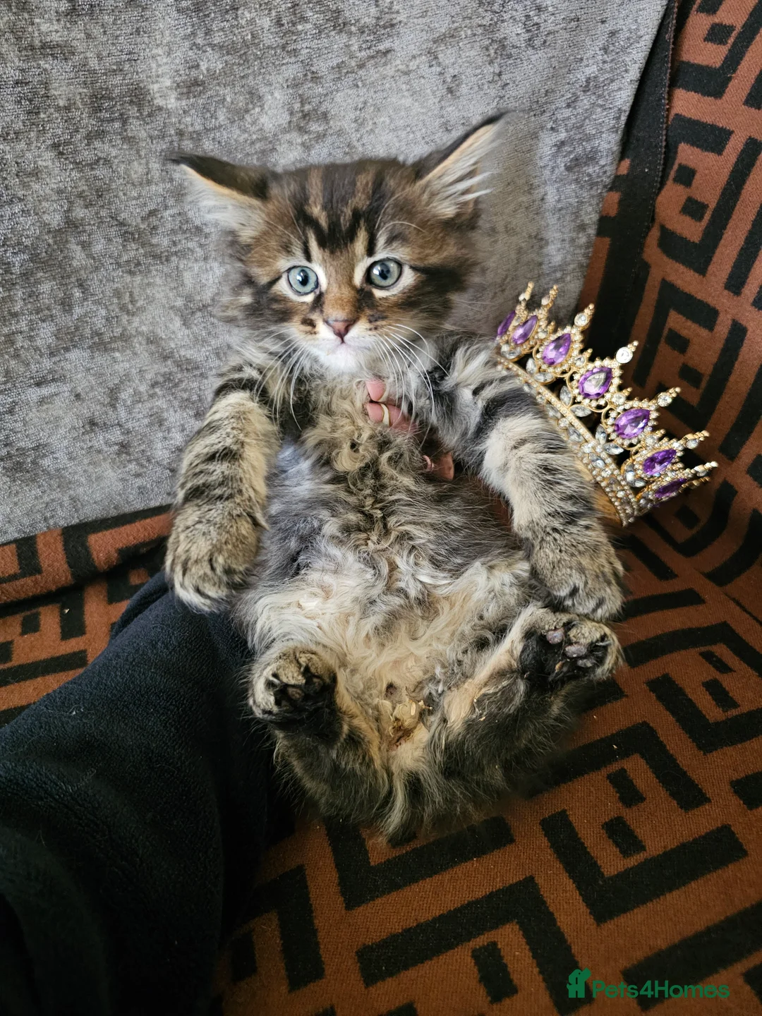Maine Coon cats for sale:  Beautiful Siberian x Maine Coon Kittens Available - Advert 13