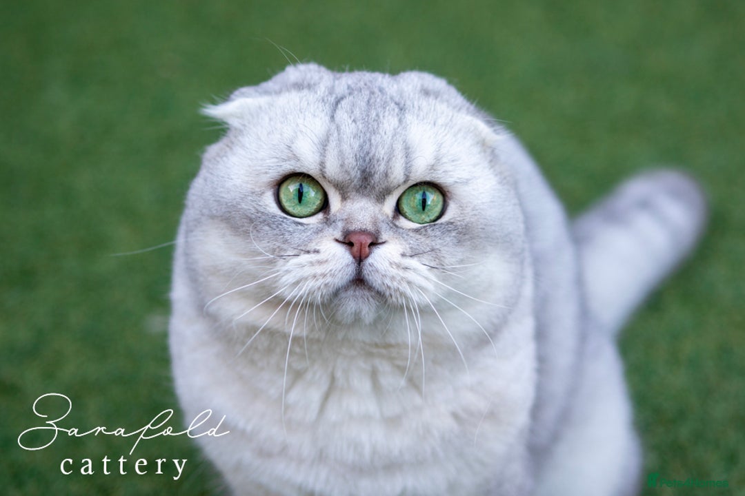 Scottish Fold cats for sale: Looking for a Loving Home for KINDER - Image 3