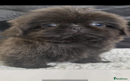 Shih Tzu dogs for sale: Shih tzu furbabies  - Image 8