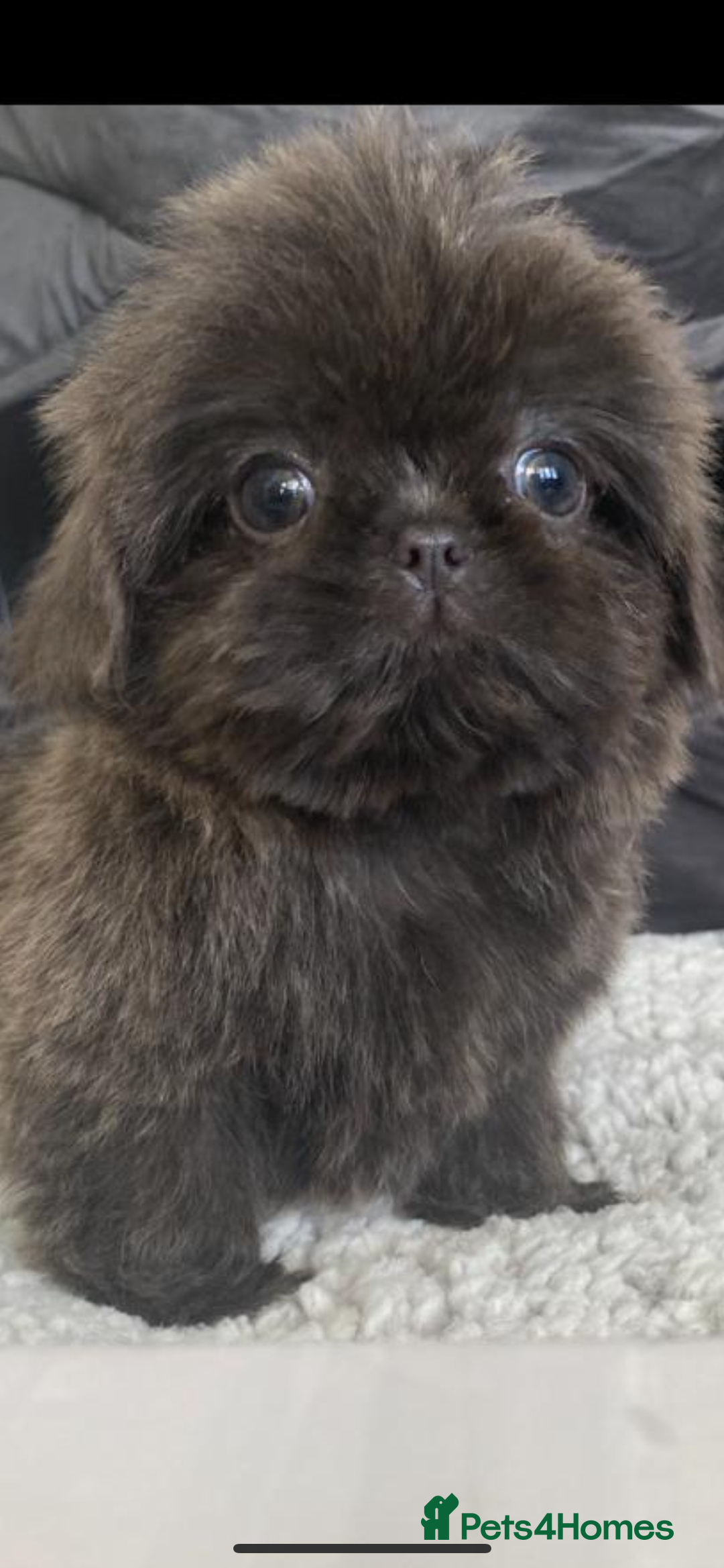Shih Tzu dogs for sale: Shih tzu furbabies  - Image 8