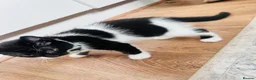 Mixed Breed cats for sale: Beautiful 8week old kittens  - Advert 13