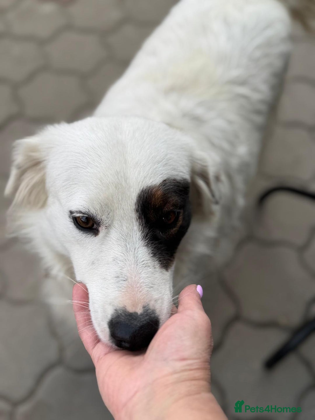 Mixed Breed dogs for adoption: Meet HANNAHH - a Lovely Girl for a Loving Home - Advert 22