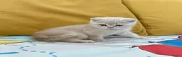 British Shorthair cats for sale: Pure breed registered kittens - Advert 4