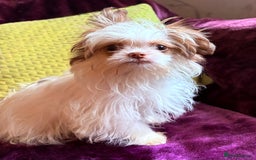 Mixed Breed dogs for sale: IMPERIAL SHITZU x POMERANIAN PUPS - Image 1