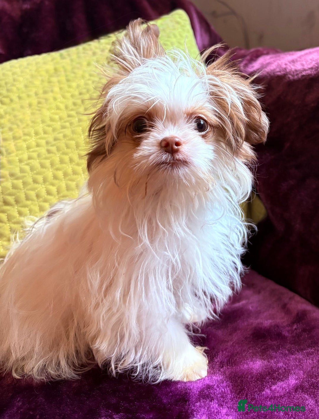 Mixed Breed dogs for sale: IMPERIAL SHITZU x POMERANIAN PUPS - Image 1