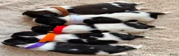 Shih Tzu dogs for sale: Imperial Shih Tzu - Advert 19