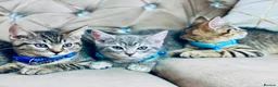British Shorthair cats for sale: ❤️🩵❤️British shorthair x tabby kittens 💙🩵❤️ - Advert 6