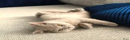 British Shorthair cats for sale: Chunky Teddy Bear ✨ Pure British Shorthair Kittens - Advert 18