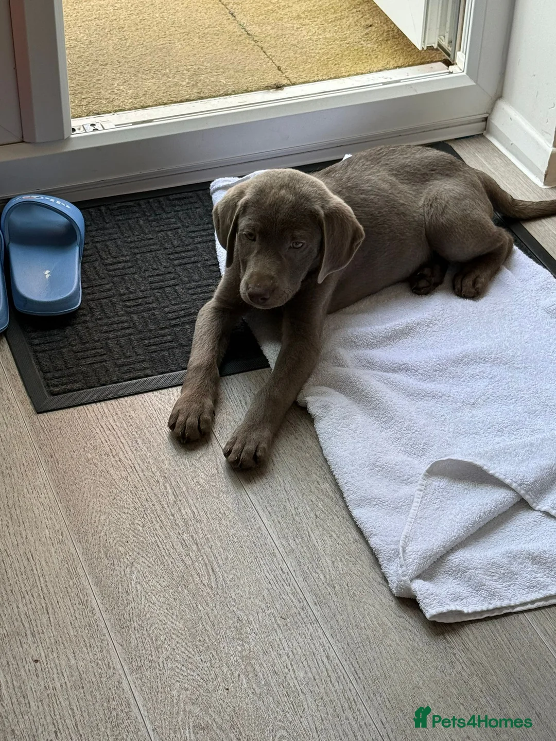 Labrador Retriever dogs for sale: 💙bruce💙 - Advert 2