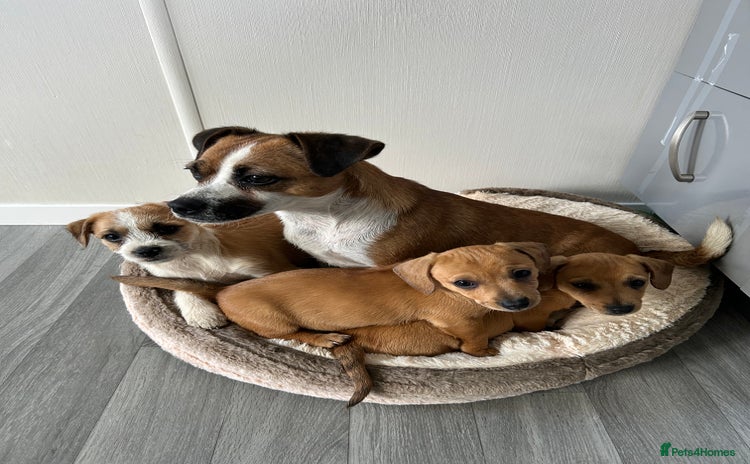 Mixed Breed dogs - Advert 10