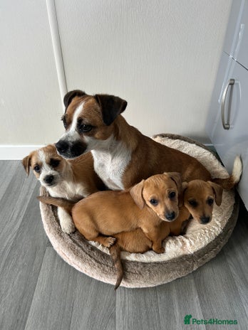 Mixed Breed dogs - Advert 10