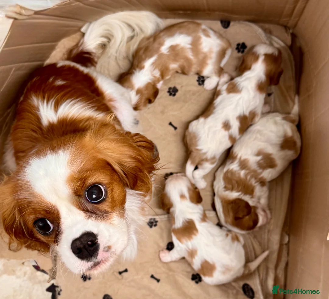 Cavalier King Charles Spaniel dogs for sale: Adorable Purebred Cavalier puppies - Advert 1