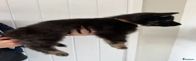 German Shepherd Puppy 2