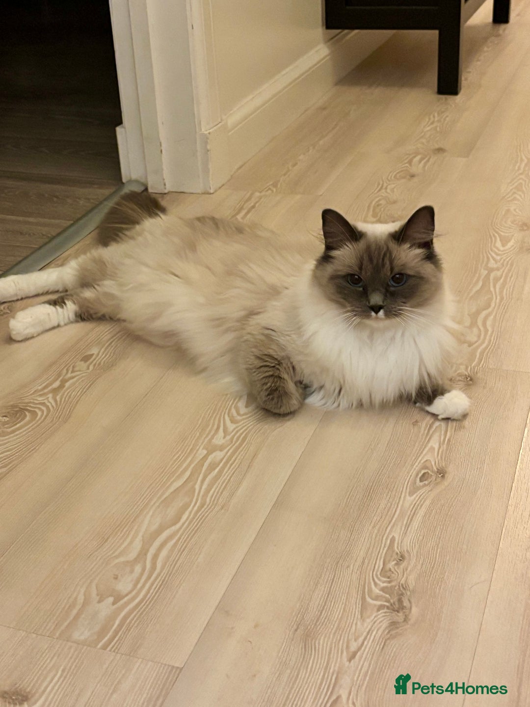 Ragdoll cats for sale: RAGDOLLS KITTENS **INC INSURANCE & STARTER PACK** - Advert 1