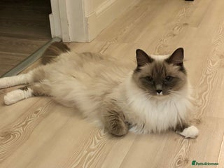 Ragdoll cats RAGDOLLS KITTENS **INC INSURANCE & STARTER PACK** - Advert 6