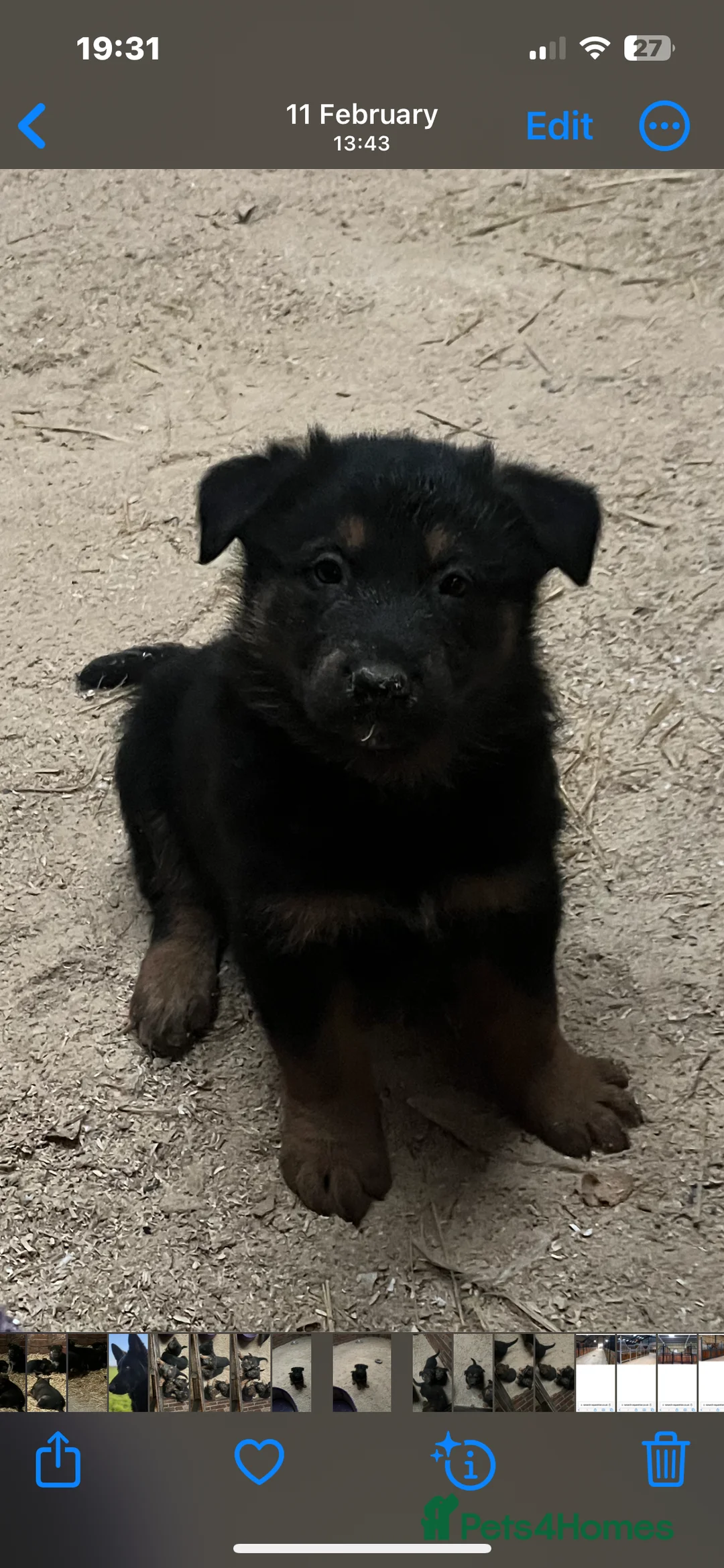 German Shepherd dogs for sale: Beautiful big German shepherd pups available  - Advert 4